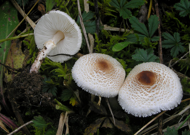 Lepiota cristata